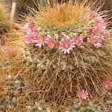 Mammillaria pettersonii ex apozolensis saltensis JLcoll.2520.jpg